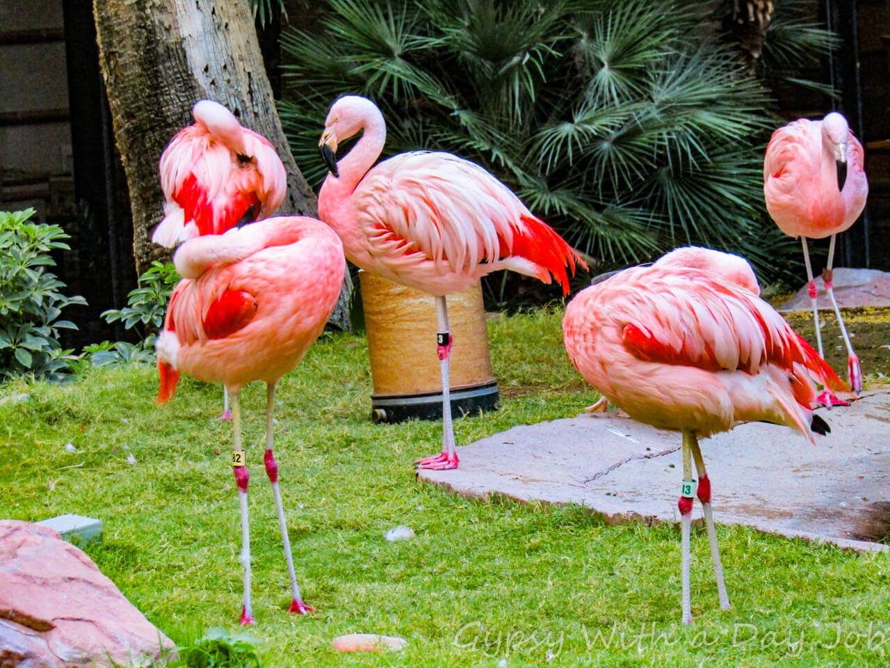 Las Vegas Flamingo flamingos, a relaxing habitat right on the strip, with free entrance.