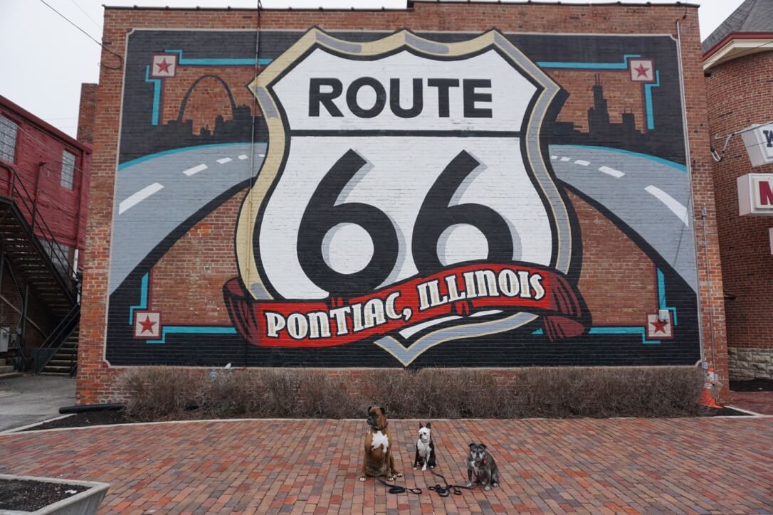 Three dogs in front of a Route 66 mural, Driving route 66 road trip, driving the Mother Road.