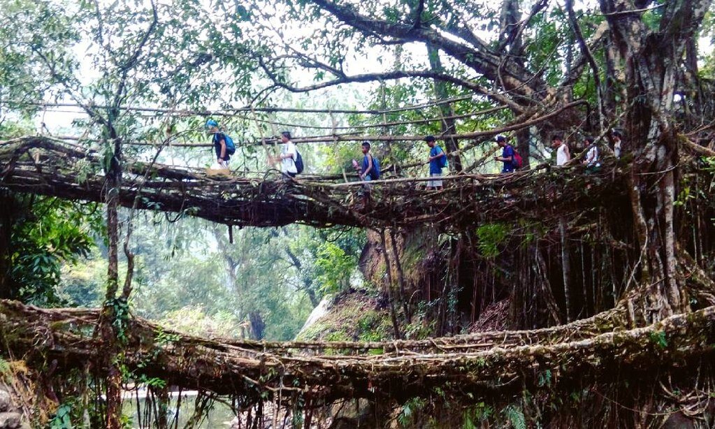 The double decker living root bridge at Nongriat India, vivsiting North east India.