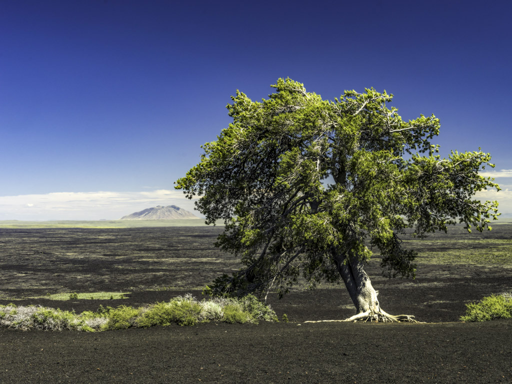 A lone tree in a lava field with a tuft of grass and a mountain in the distance.