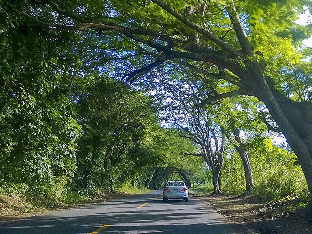 A car passes through a tunnel of trees while driving in Puerto Rico.