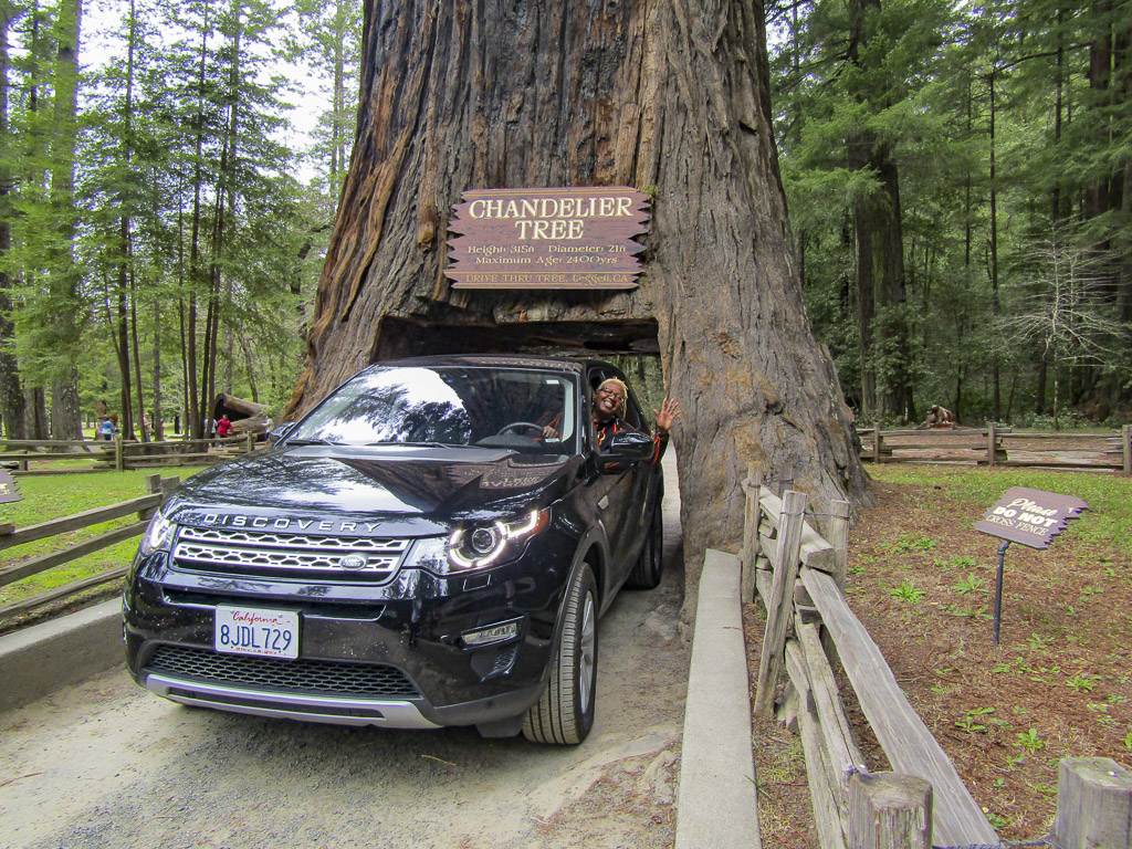 An SUV comes out of the Chandelier Tree, a tunnel through a redwood, on a Redwoods Road Trip.